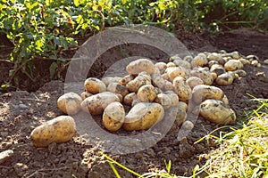 Pile of newly harvested potatoes -Â Solanum tuberosum on field. Harvesting potato roots from soil in homemade garden.